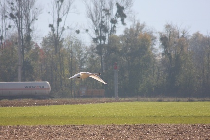 Vol a basse altitude d'un p'tit gros 