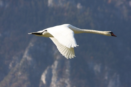 Majestueux
